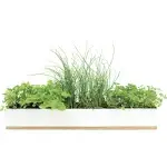 Urban Greens Windowsill Grow Kit Microherbs Sprouted