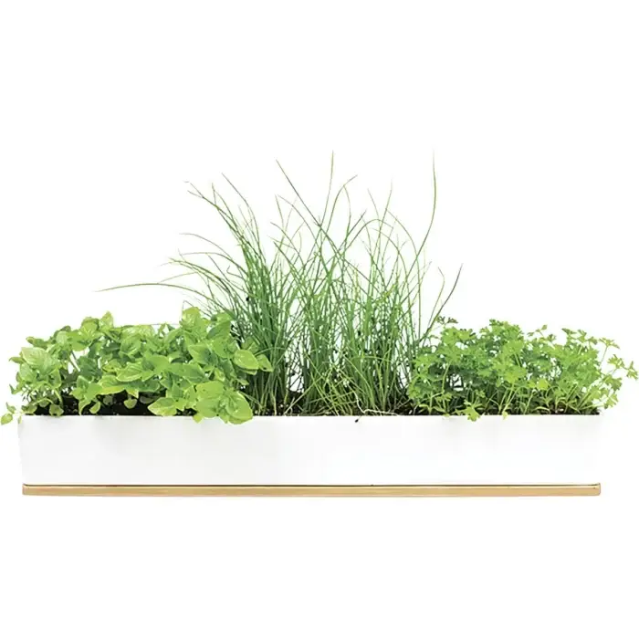 Urban Greens Windowsill Grow Kit Microherbs Sprouted