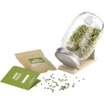 Urban Greens Grow Your Own Sprouts Kit Mung Beans Open