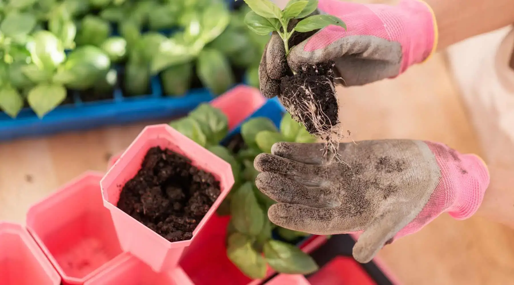Up Potting Air Pruned Basil