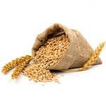 Grains Of Wheat Or Rye