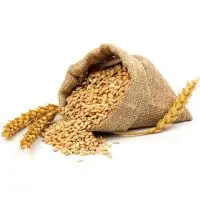 Grains Of Wheat Or Rye