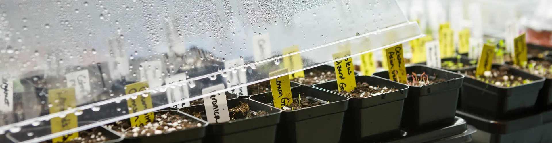 Humidity Domes And Seedlings