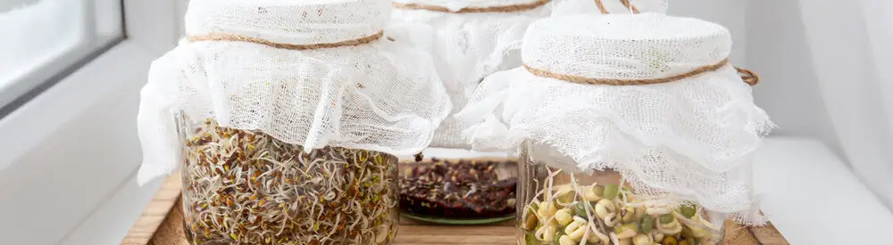 Sprouting In Kitchen