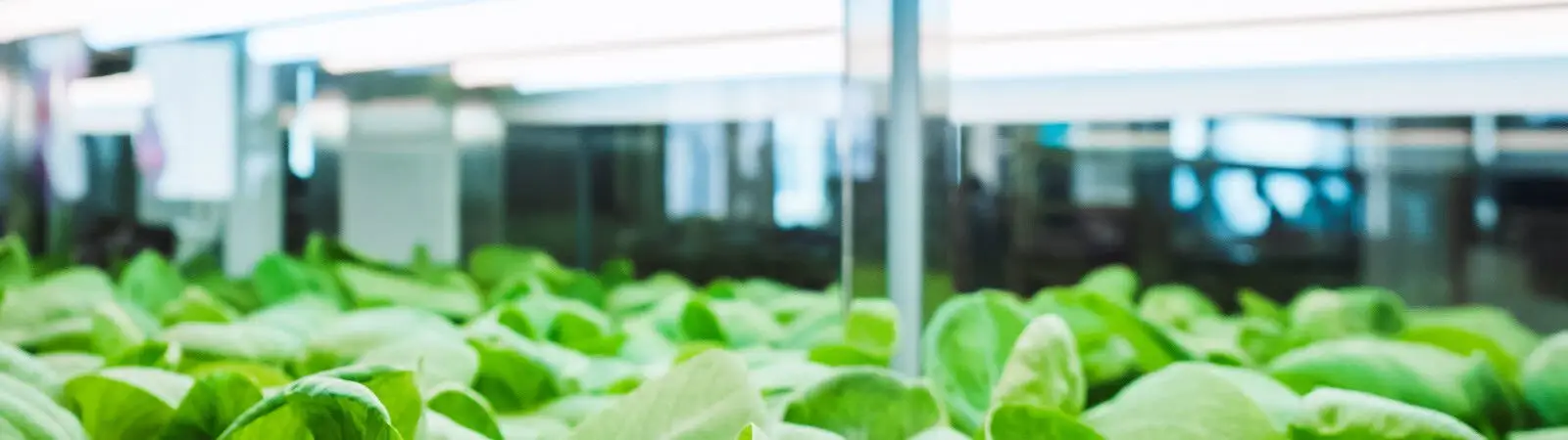 Microgreen Grow Lights