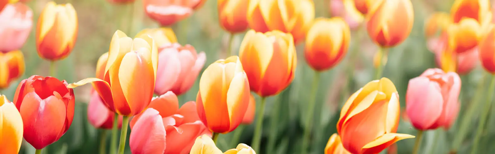 Flowers Landscape