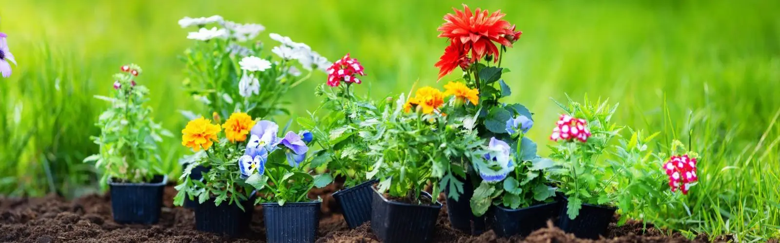 Seed Starting Kits Help You Get Started