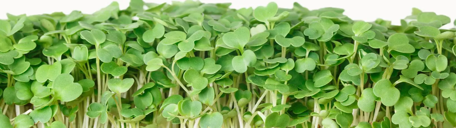 Microgreens Grow Kits