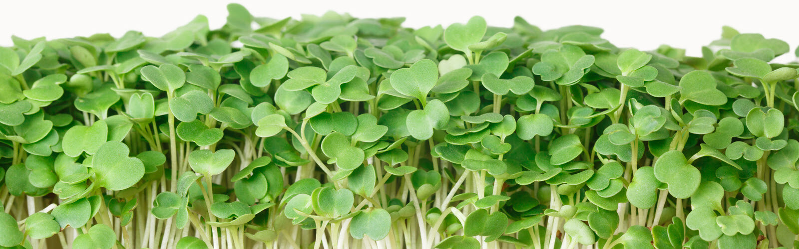 Microgreens Wide