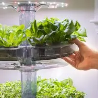 Aquatree Atl2 With Salad Greens