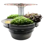 Microgreen Lettuce in Aquatree
