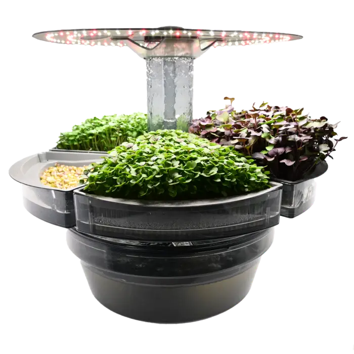 Microgreen Lettuce Aquatree E1702388167760 | Natural Yield