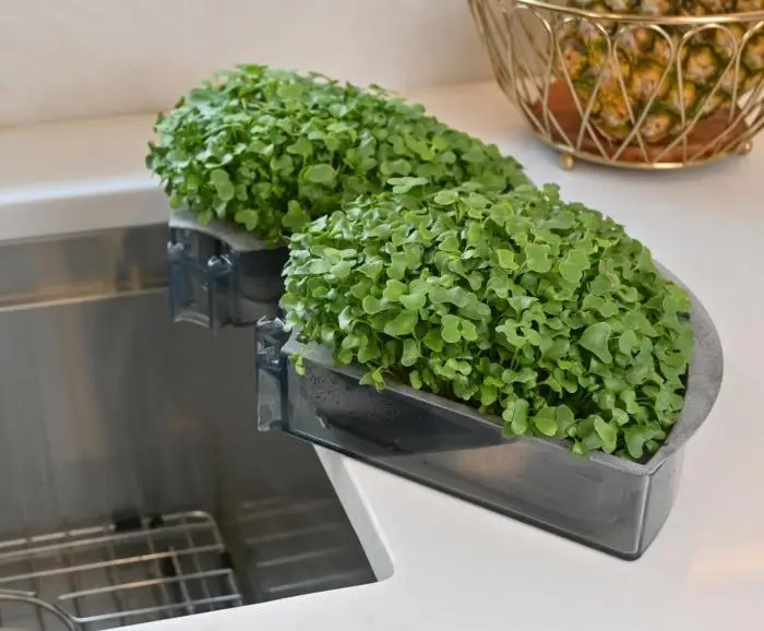 Microgreen Trays Final | Natural Yield