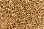 Barley Seeds