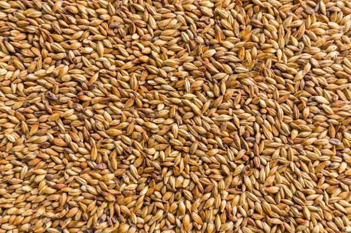 Barley Seeds