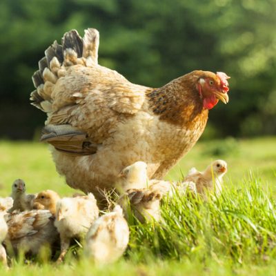 A Brown Hen And Her Chicks Roam The Agricultural Fields, Grazing Freely In The Summer Sun On The Farm In Nature. Free Range Hen Eating On An Organic Egg Farm
