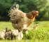 A brown hen and her chicks roam the agricultural fields, grazing freely in the summer sun on the farm in nature. Free range hen eating on an organic egg farm