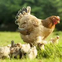 A Brown Hen And Her Chicks Roam The Agricultural Fields, Grazing Freely In The Summer Sun On The Farm In Nature. Free Range Hen Eating On An Organic Egg Farm