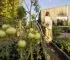 Harvesting in the Garden Near Modern Cabin
