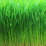 sprouted barley