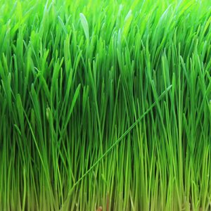 sprouted barley