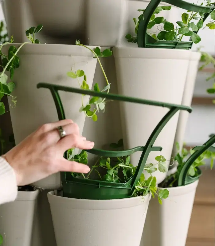 Greenstalk Trellis Planting