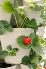 Greenstalk 7 Tier Stone Strawberry