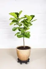 Greenstalk Wheel Spinner with Single Pot