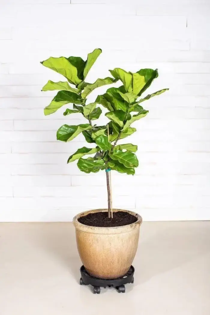 Greenstalk Wheel Spinner With Single Pot