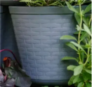 Greenstalk Peppercorn