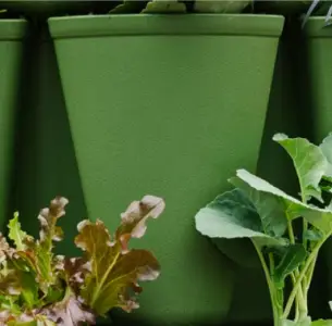 Greenstalk Evergreen