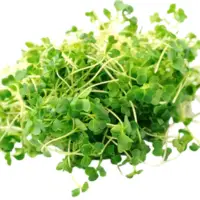 Spinach Microgreens