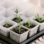 Bootstrap Farmer 32 Cell Propagation Kit Pots Close Up 2