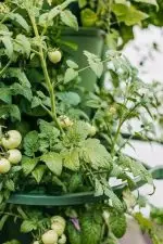 Greenstalk Plant Support Working