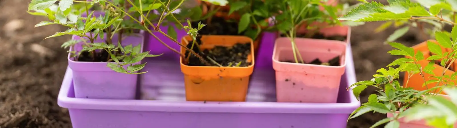 Bootstrap Farmer 1010 Seed Trays