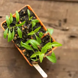 Bootstrap Farmer Cell Inserts | Natural Yield Bootstrap Farmer Cell Inserts Potted Above