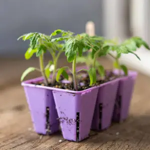 Bootstrap Farmer Cell Inserts | Natural Yield Bootstrap Farmer Cell Inserts Potted Side