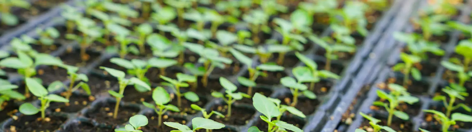 Bootstrap Farmer 1020 Cell Trays