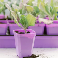 Seed Starting Trays And Pots