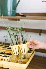 GreenStalk Seed Starter Kit with Domes Lemon 2