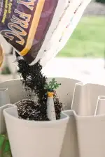 GreenStalk Carrot Cap Plant 2