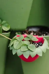GreenStalk Berry Cup