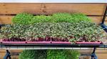 microgreen grow kit