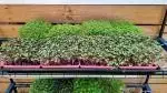 microgreen grow kit