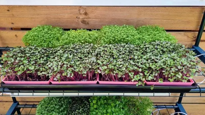 Microgreen Grow Kit