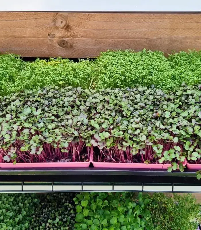 Microgreen Grow Kit