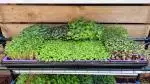 microgreen grow kit
