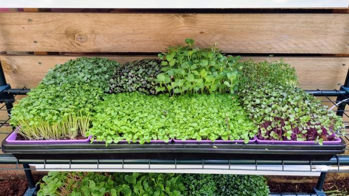 Microgreen Grow Kit