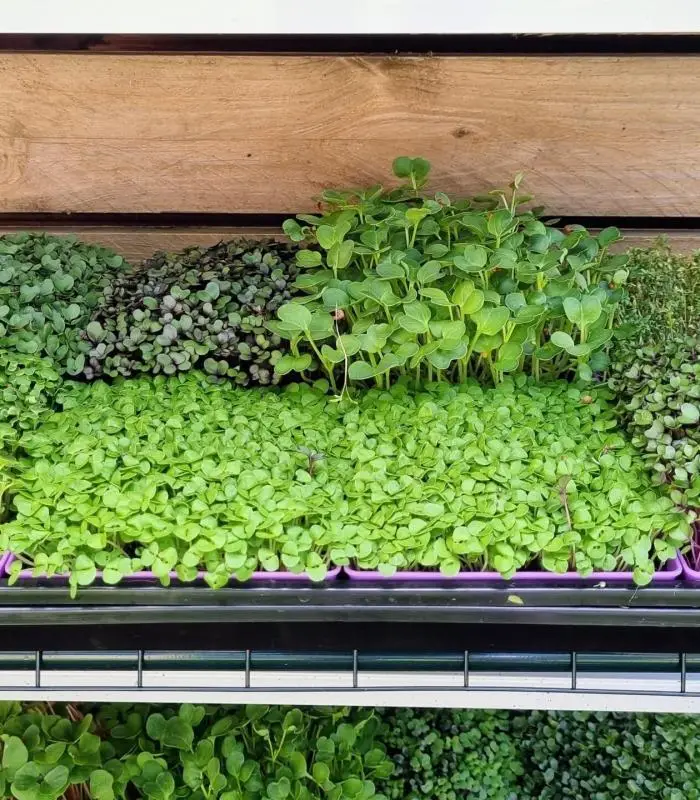 Microgreen Grow Kit