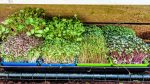 microgreen grow kit